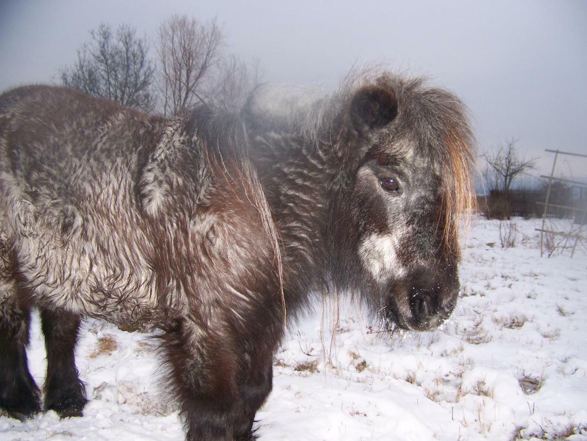 Agroturystyka Sielana Kostrzyca Exteriér fotografie